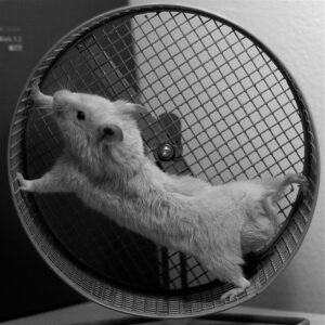 white hamster on a hamster wheel