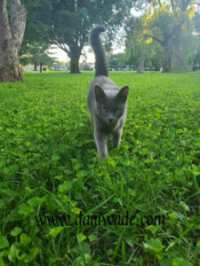 cat walking in the grass