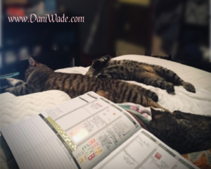 An open planner in the forefront and cats laying on the bed in the background. 